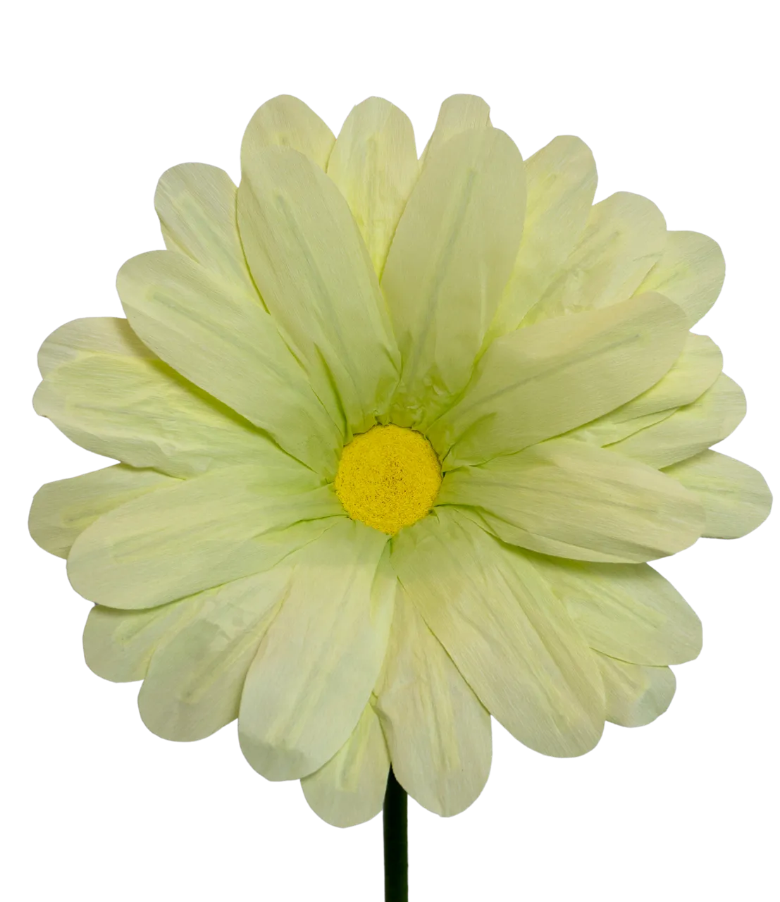 Light Lime Green Daisy