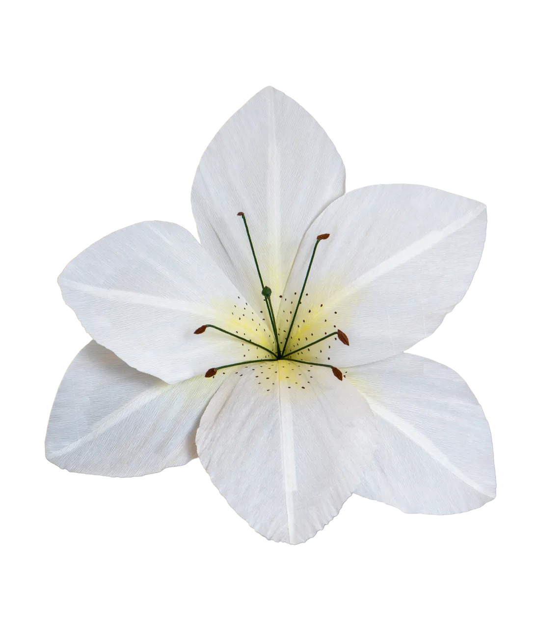 White Lily