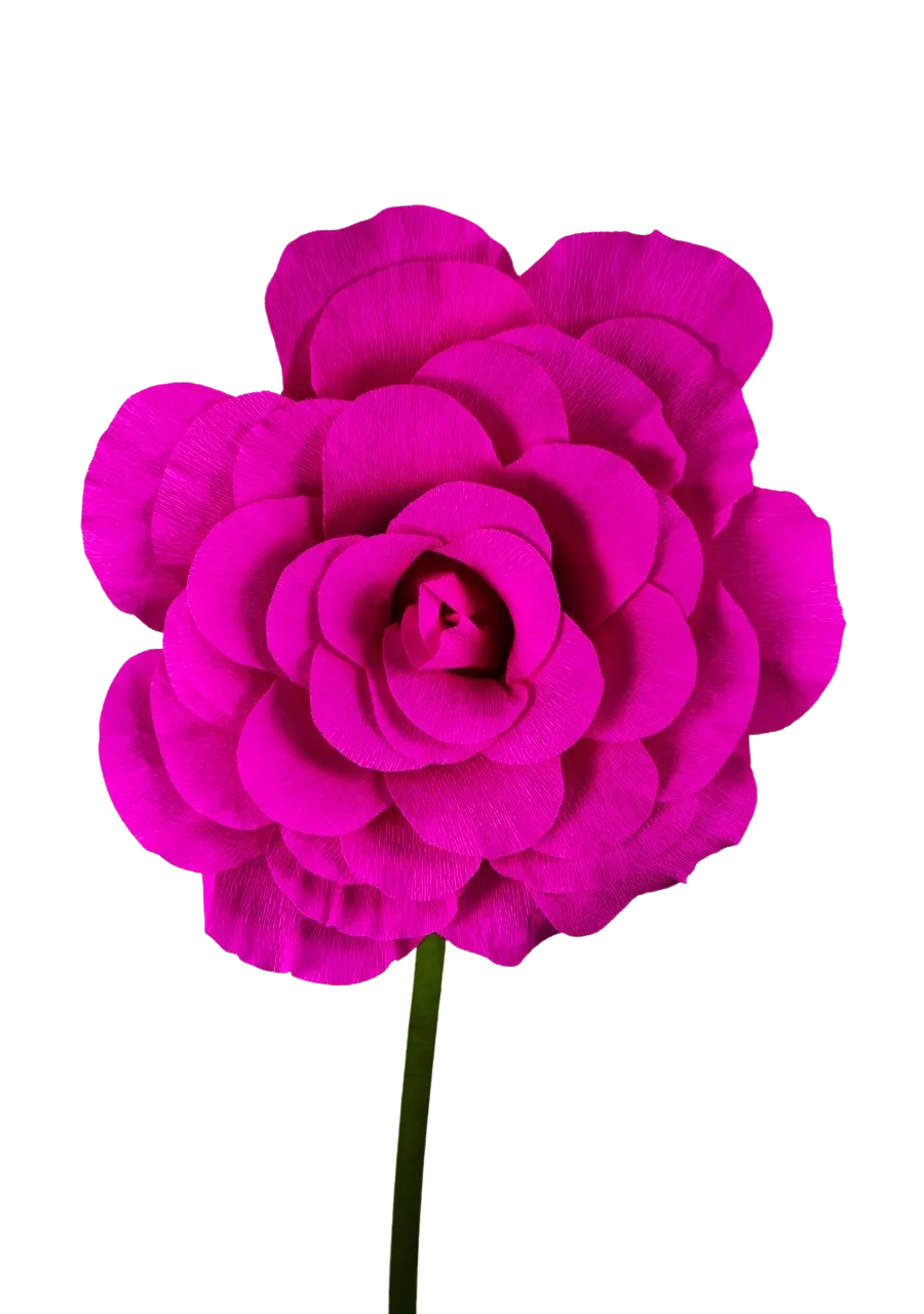 Dark Bright Pink Rose