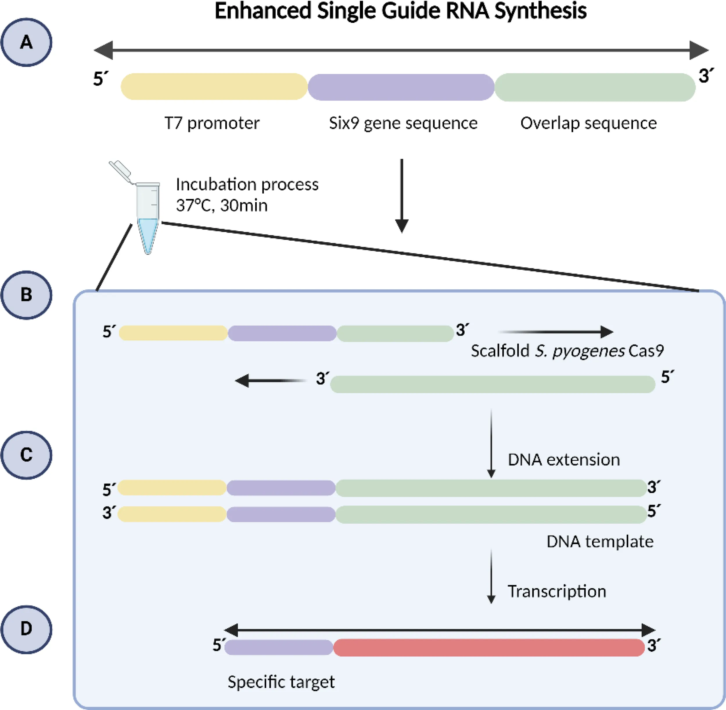 Sapata J c/ extensor