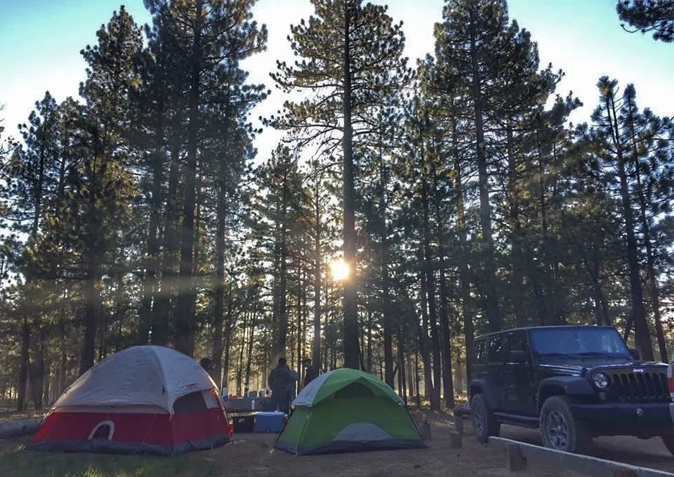 Tent camping in a pine forest near Los Angeles with two tents and a Jeep at a campsite