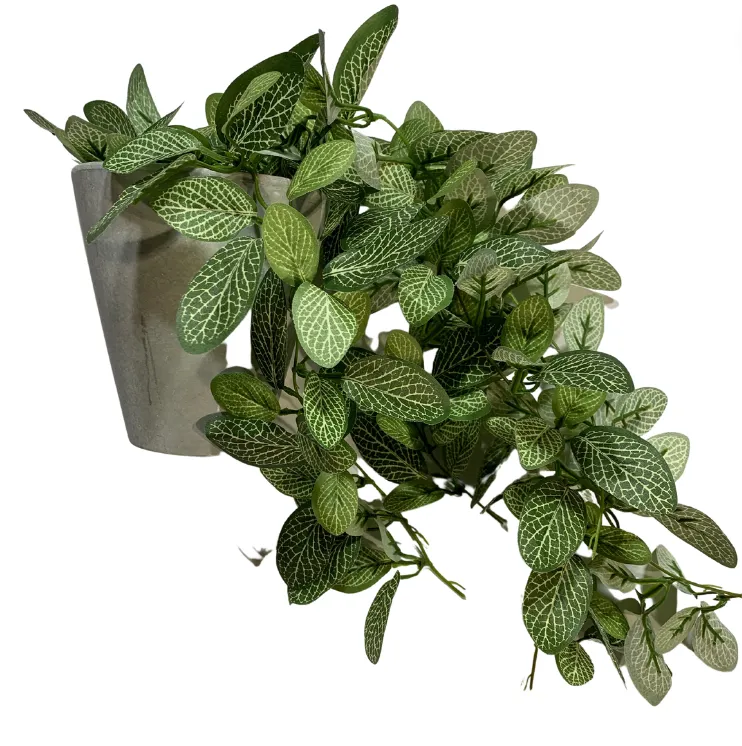 Ivy plant in pot