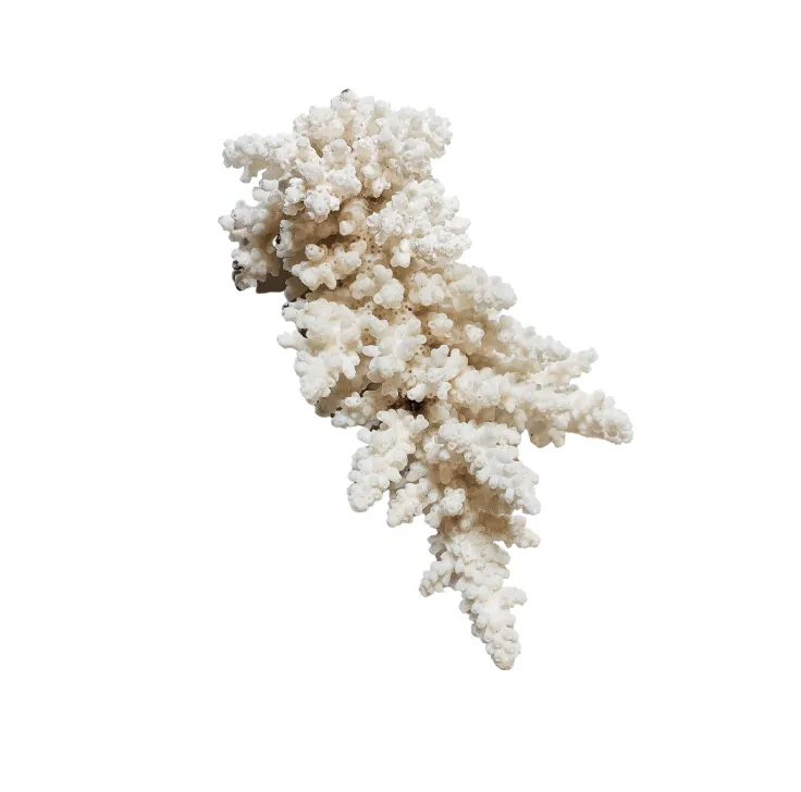 White Single Coral Piece