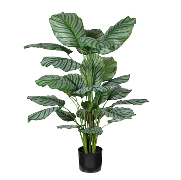 Calathea Plant 110cm