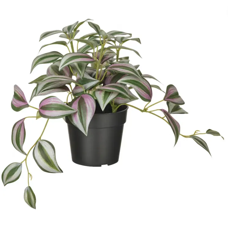 Spiderwart Plant in pot