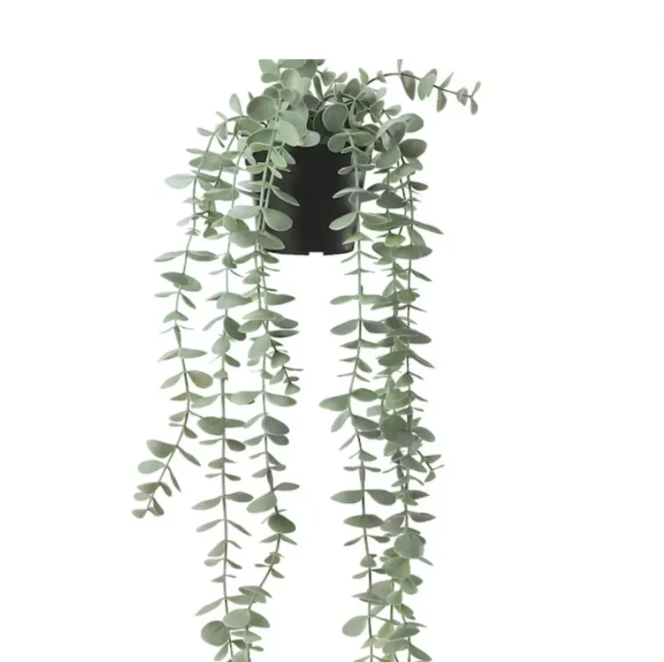 Hanging eucalyptus in pot