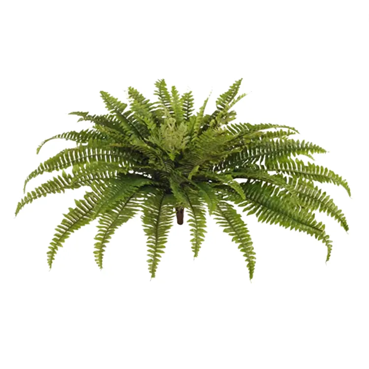Boston Bush Fern Large 109cm W