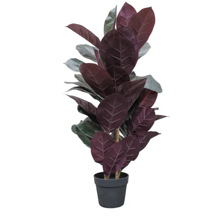 Burgundy Rubber Plant 65cm