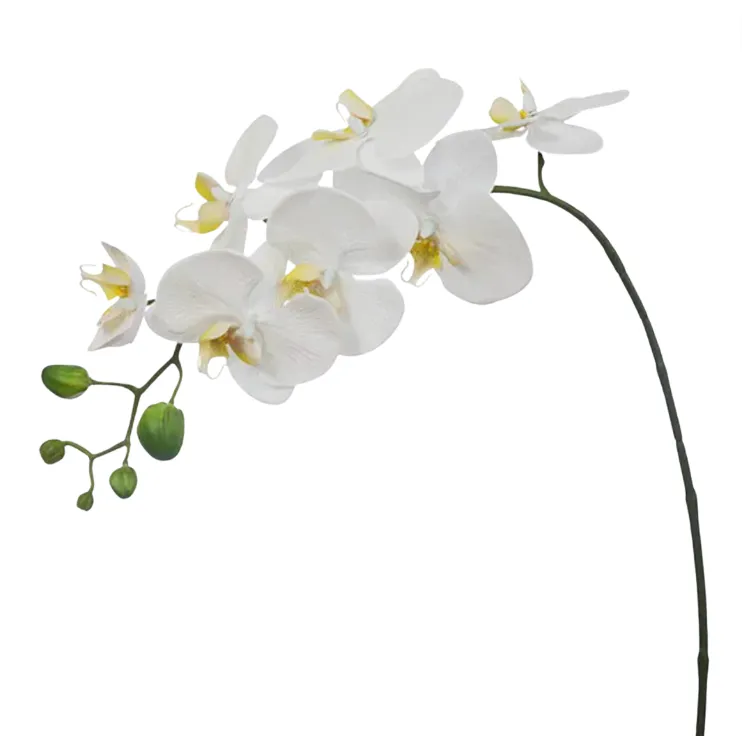 Orchid white Stem