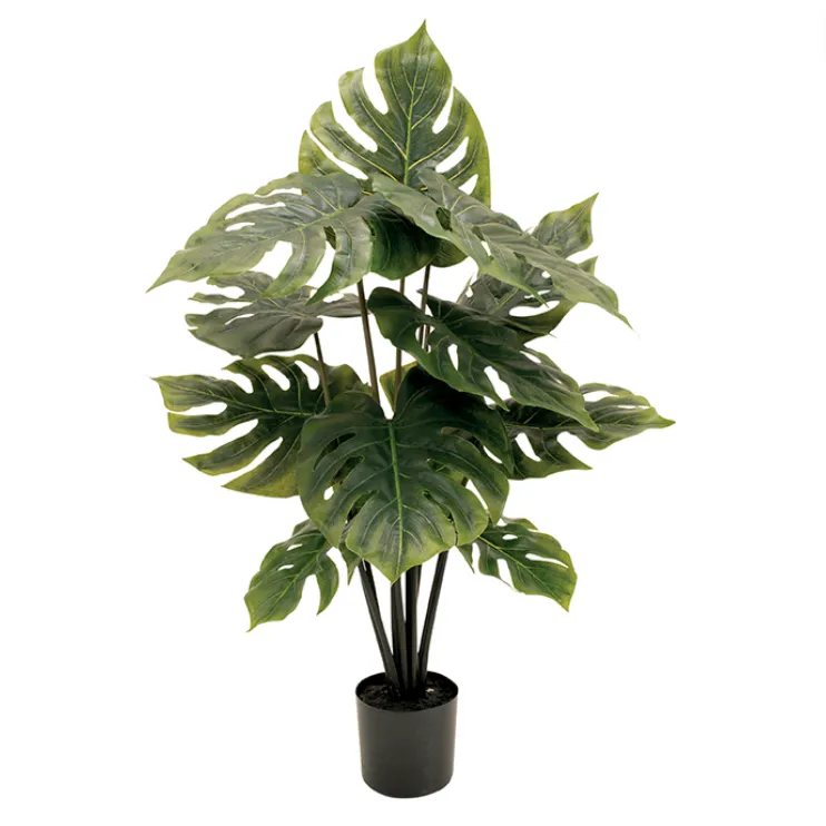 Potted Philo bush