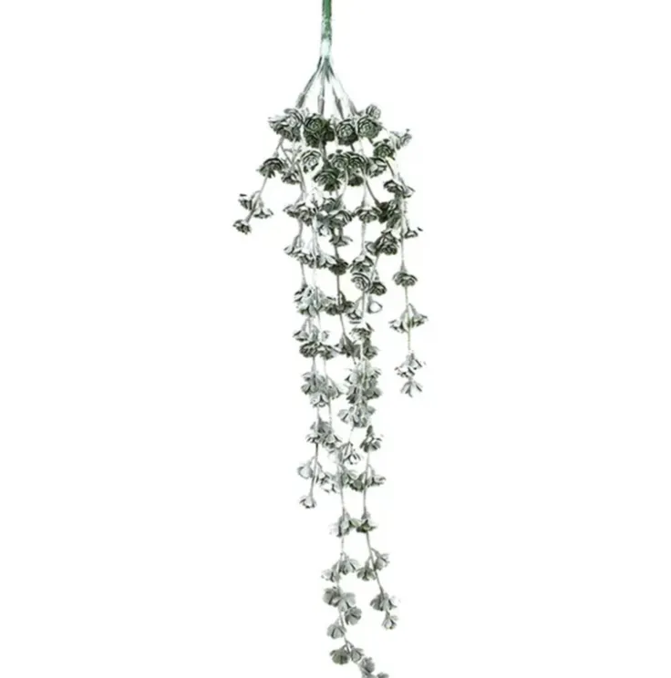 Hanging Succulent plant