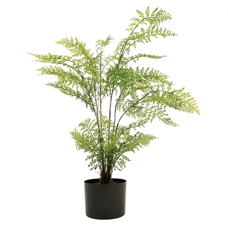 Potted maidenhair wide 61cm