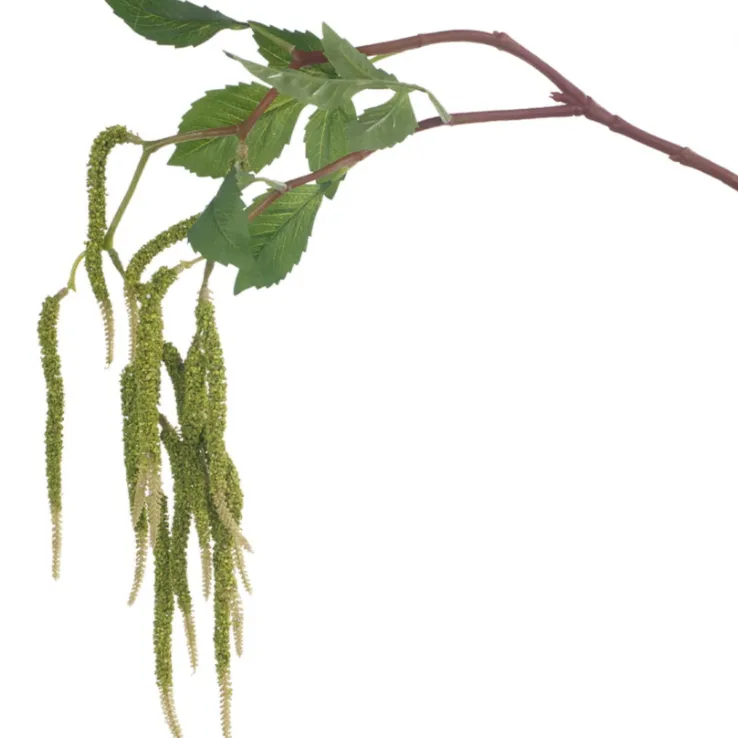 Amaranthus green