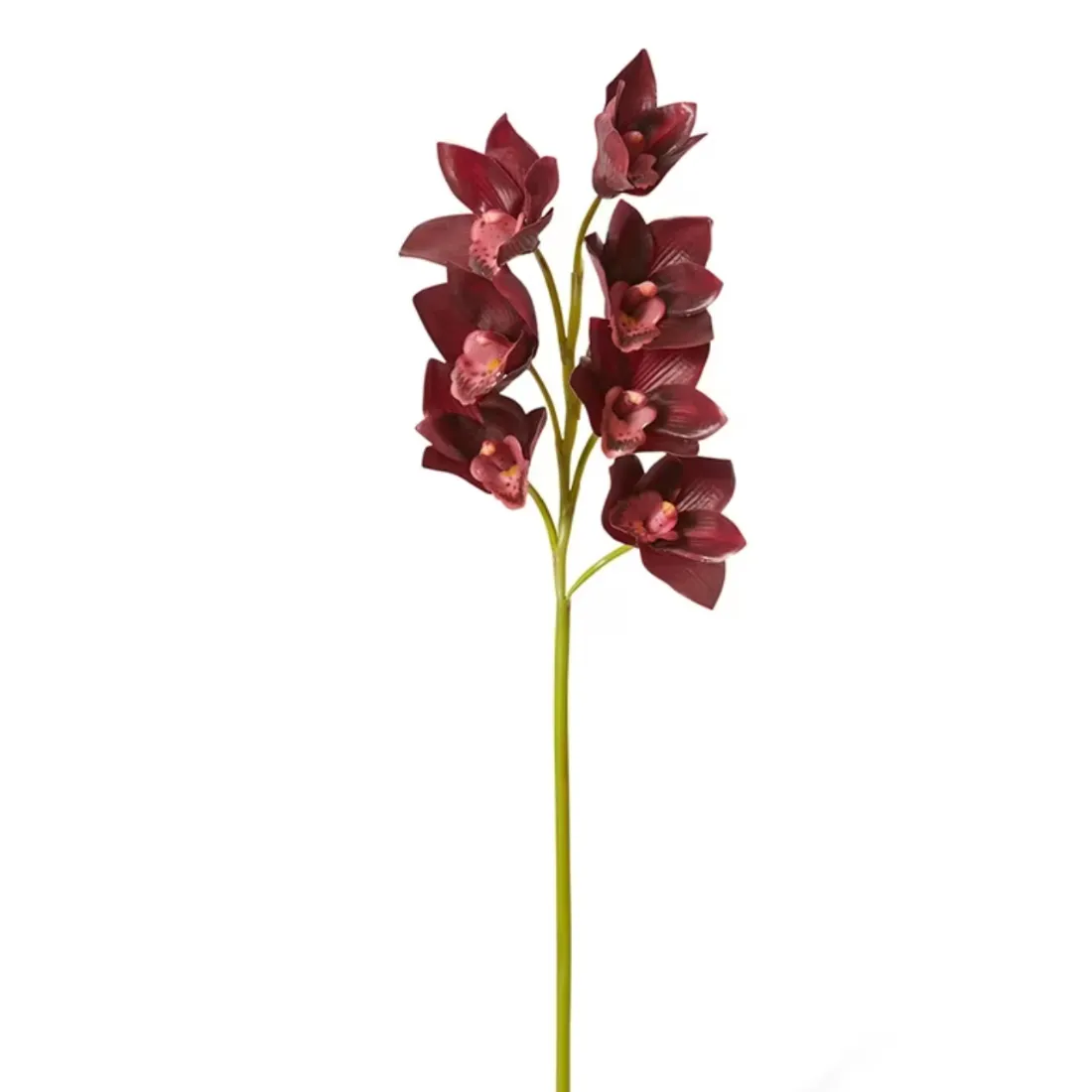 Cymbidium Lush Stem