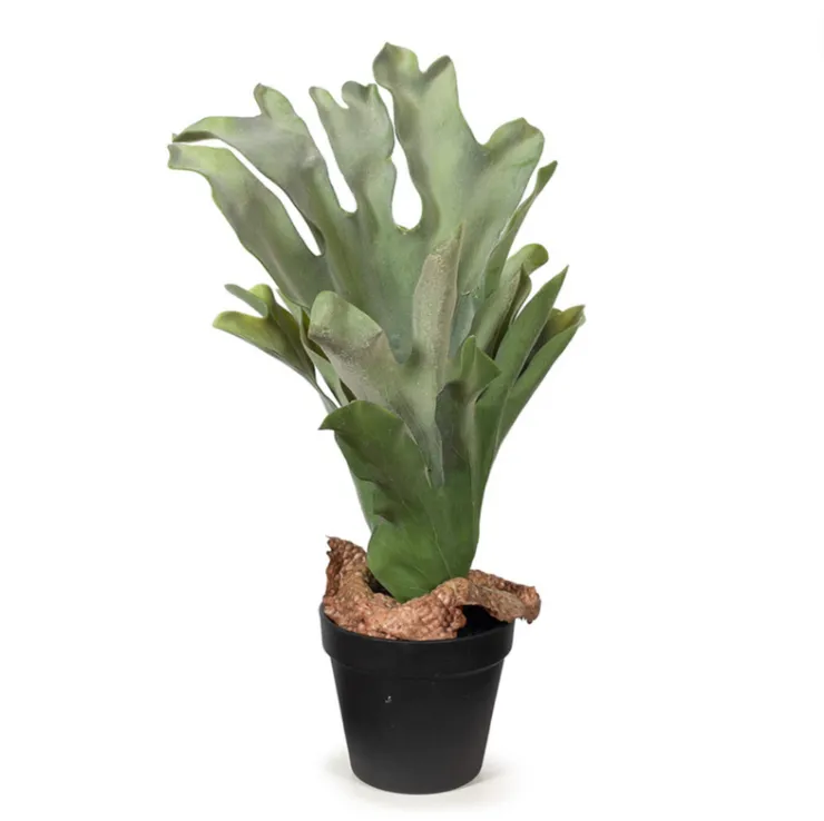 Fern staghorn