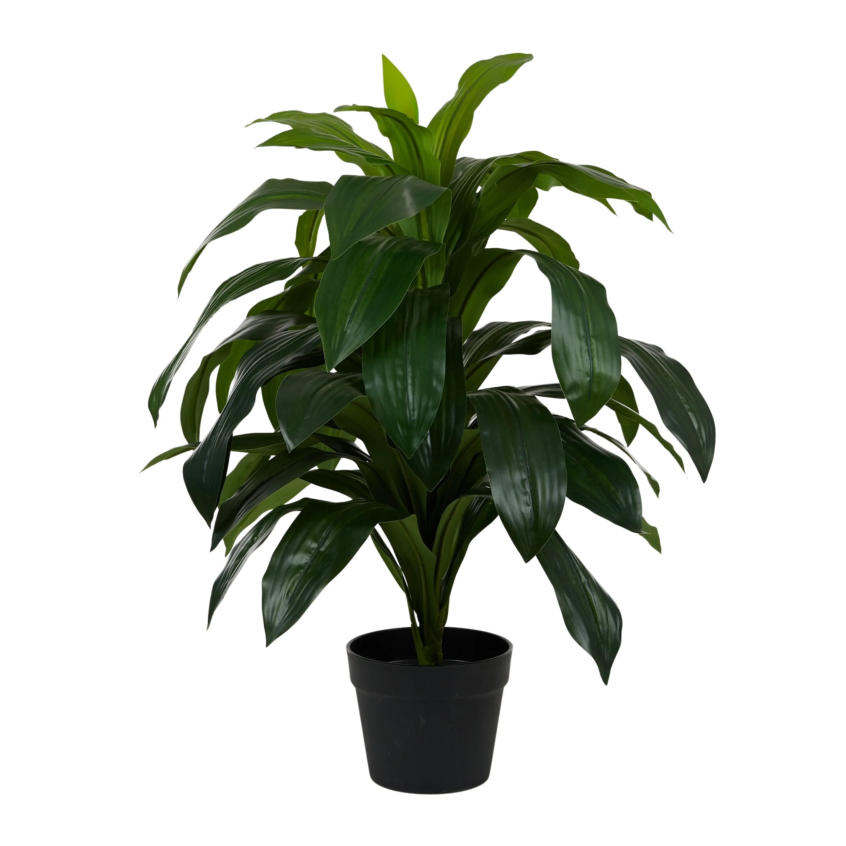 Draceana 80cm w Pot 13x16cm