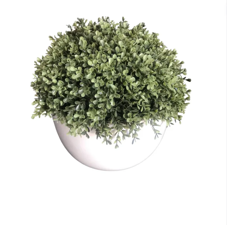 Buxus Ball in white pot 