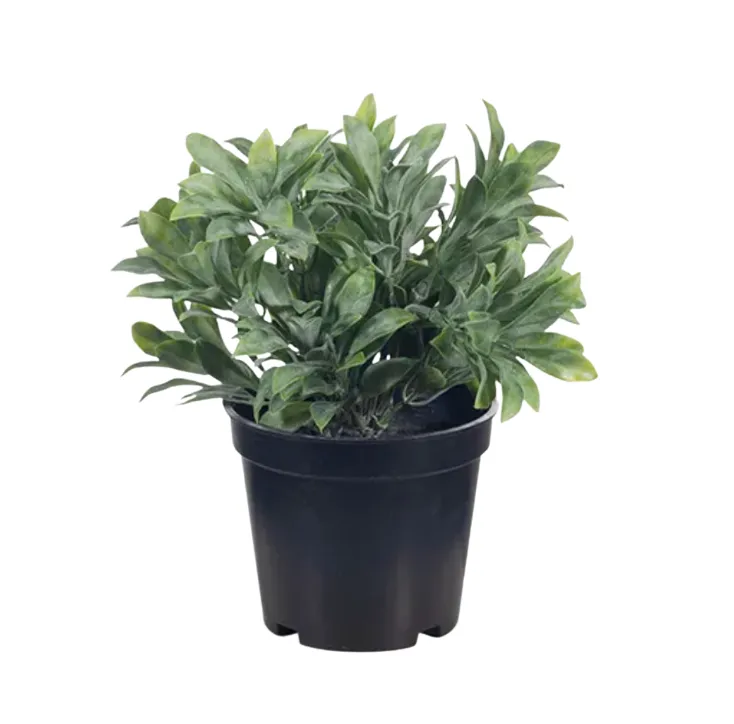 Tiny jade bush