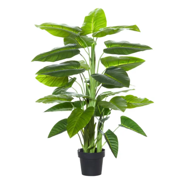 Evergreen Plant
