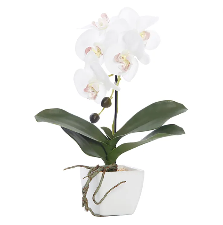 Orchid white potted mini