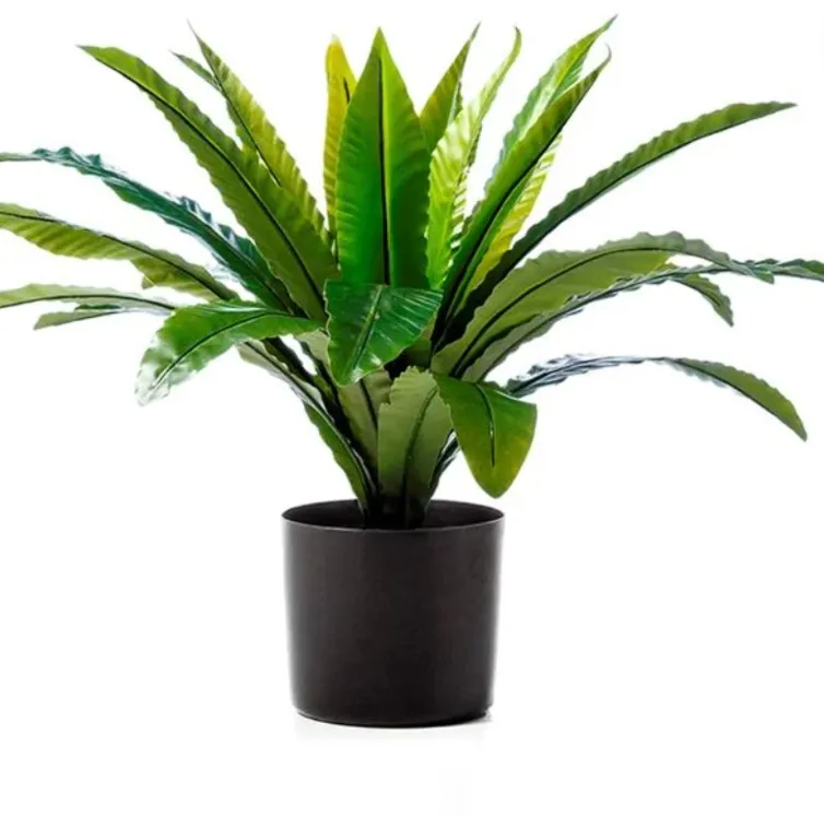 Bird Nest Fern Potted 55cm