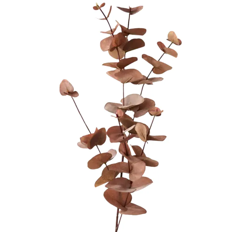 Eucalyptus Rust Sprey 86cm