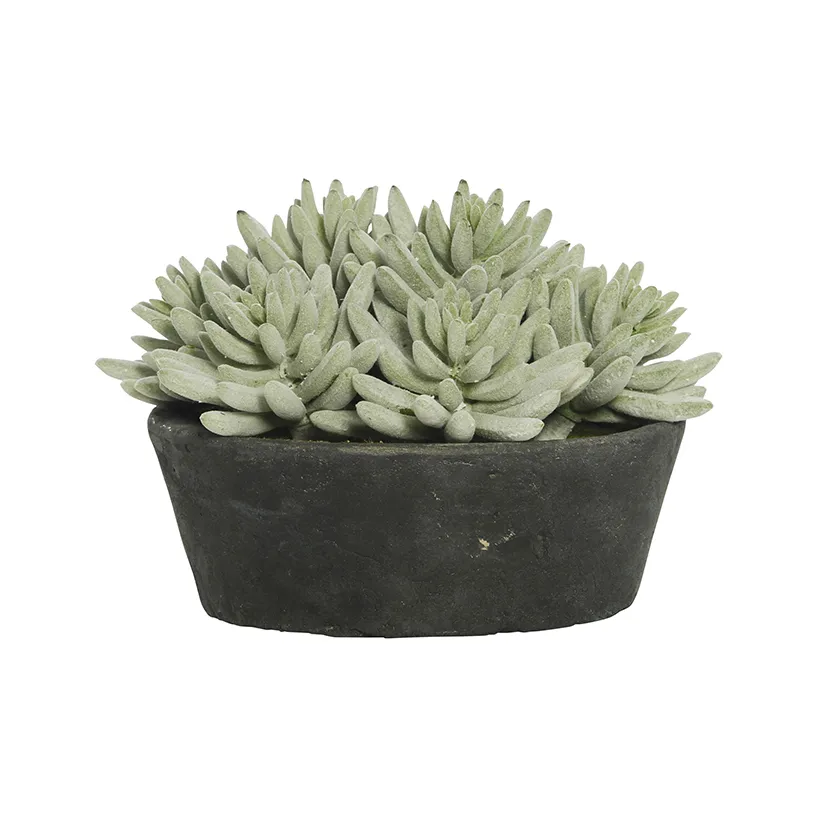 Succulent in black pot