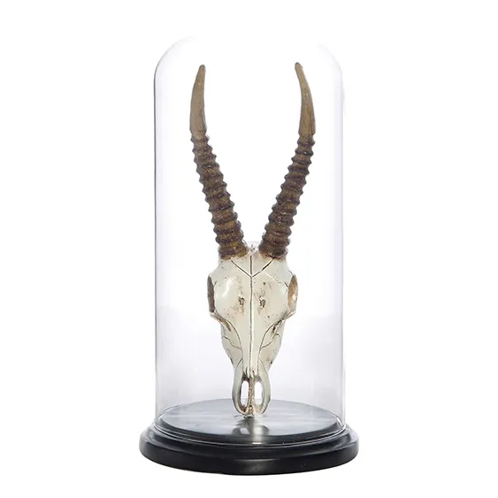 Skull resin impala in cloche