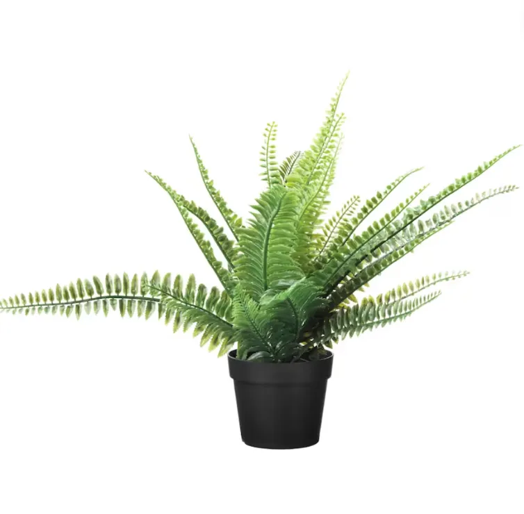 Fern Small
