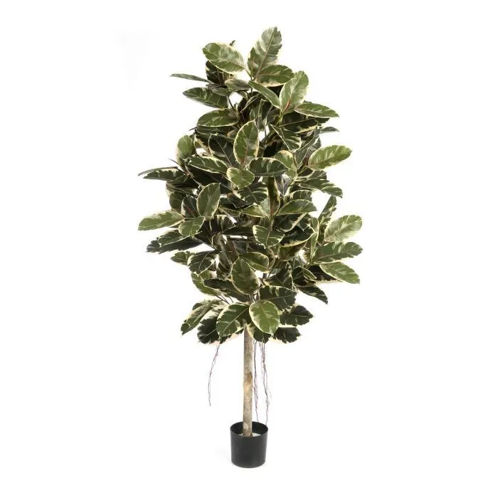 Rubber Leaf Plant 180cm