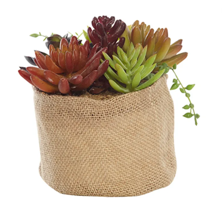 Succulent in hessian pot round