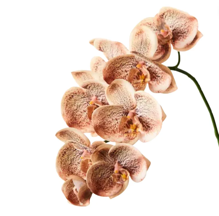 Orchid Sprey Toffee 92cm