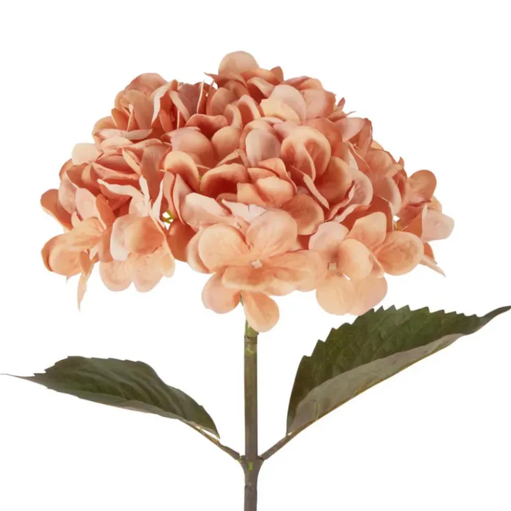 Hydrangea Apricot