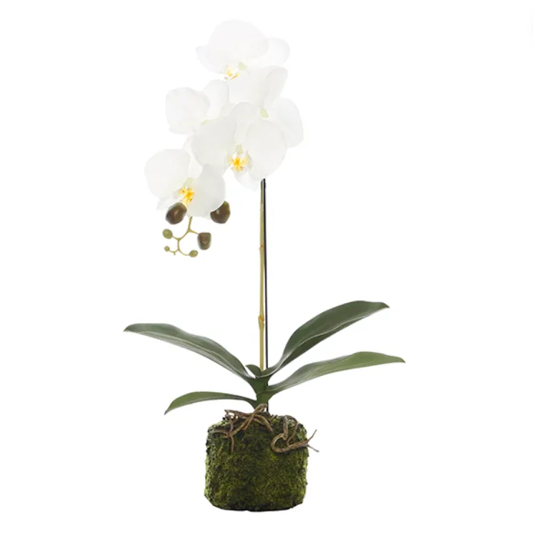 Orchid white single