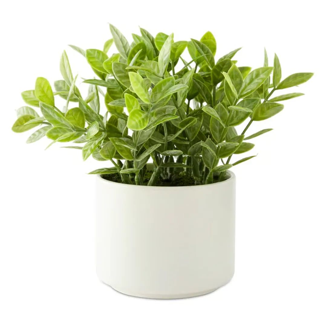 Black Potted Plant