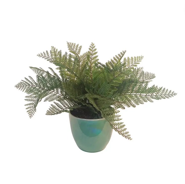 Fern plant in green ceramic pot