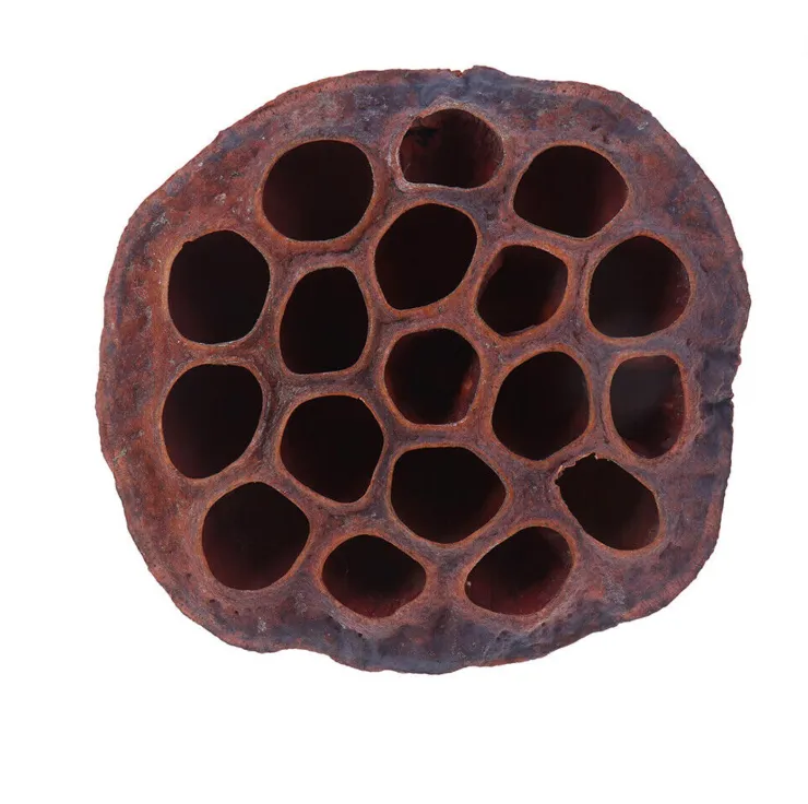 Lotus Pod
