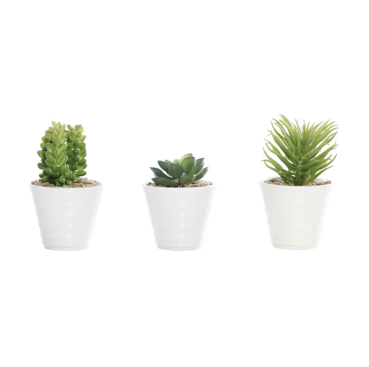 Succulent in sml wht pot