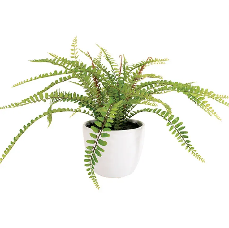 Narrow Leaf Fern In White Pot