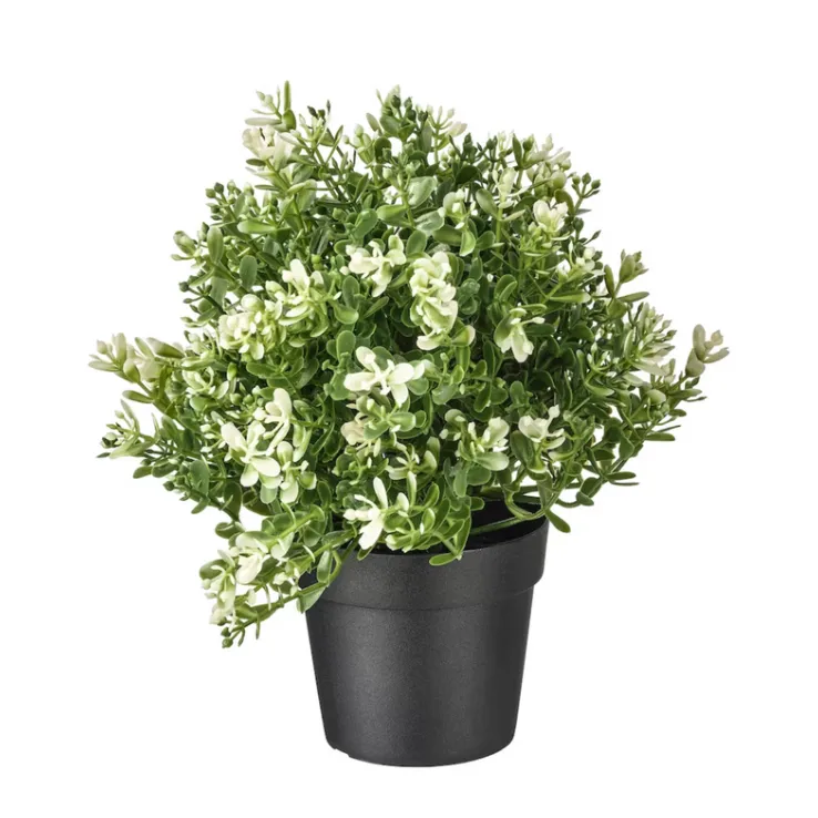 Topiary in pot small