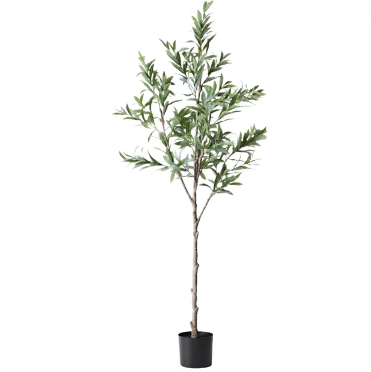 Olive Tree 150cm