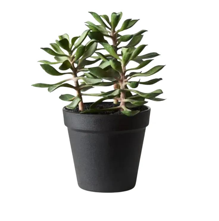 Succulent in pot