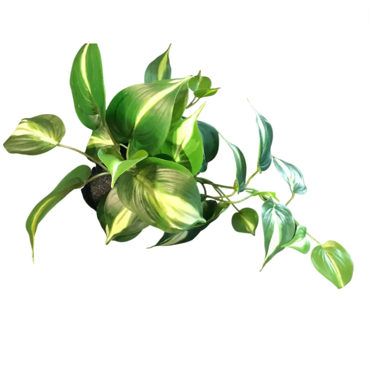 Bright Green Hanging Plant