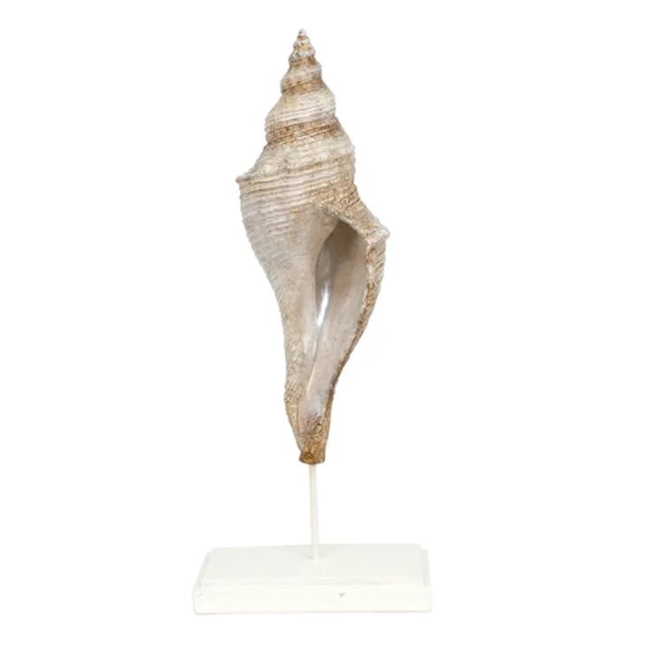 Brown Shell On Stand Tall