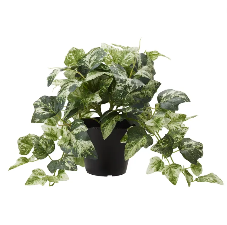 Green / White spec plant in pot