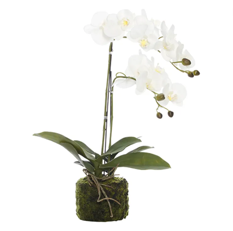 Orchid white double