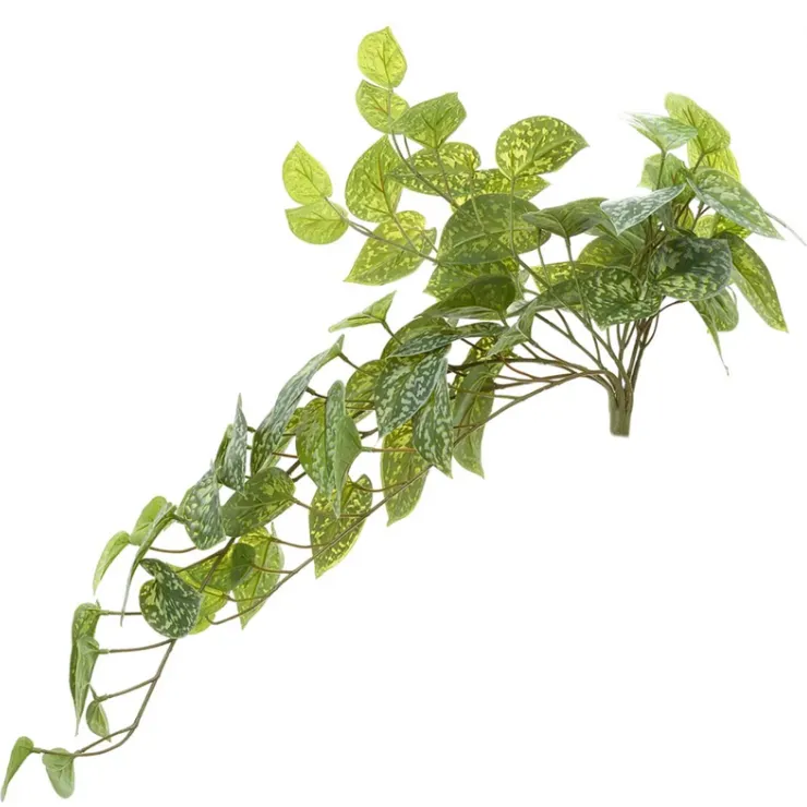 Pothos hanging vine