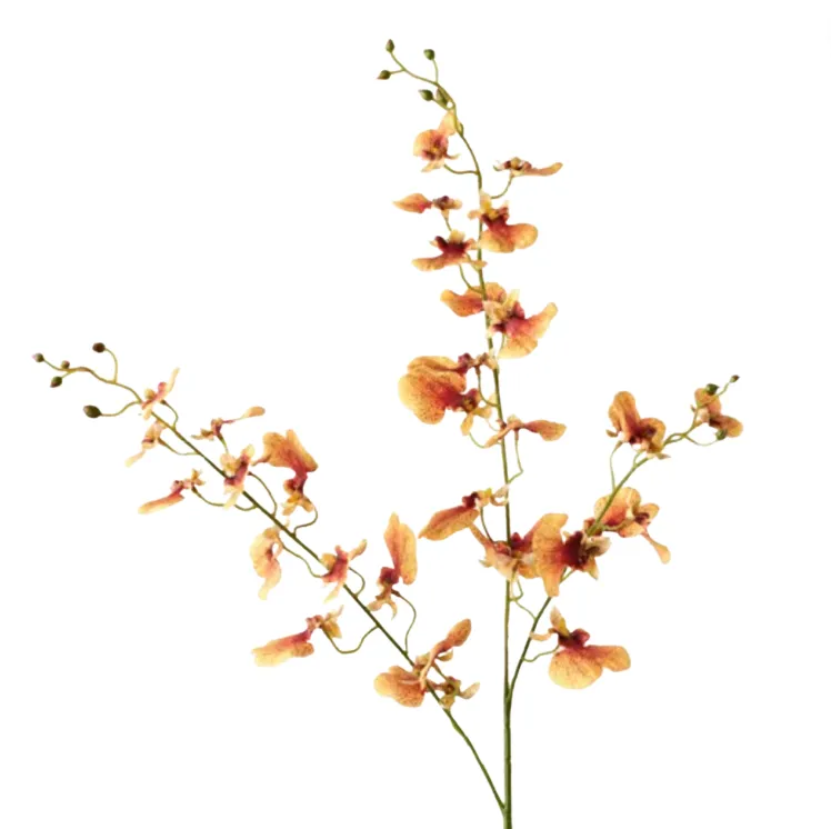 Orchid Dancing Peach 98cm