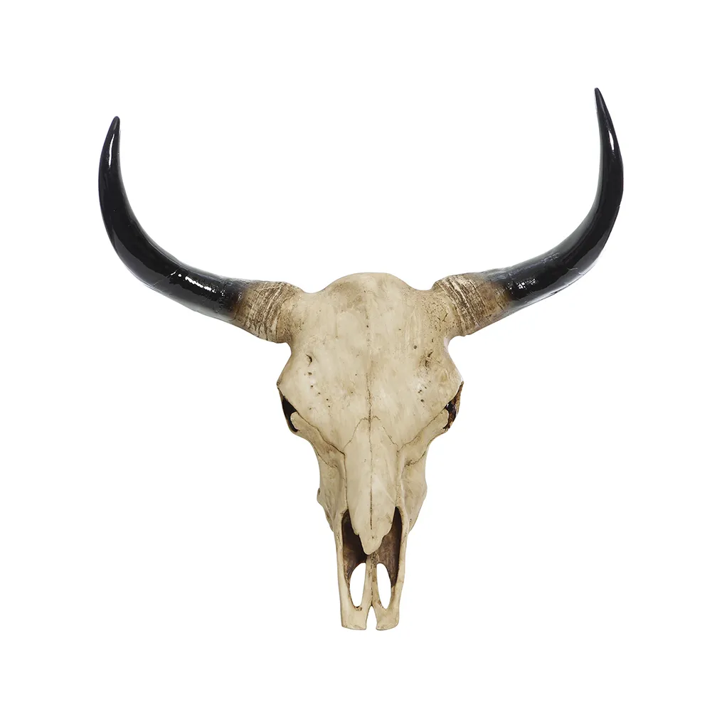 Skull resin longhorn