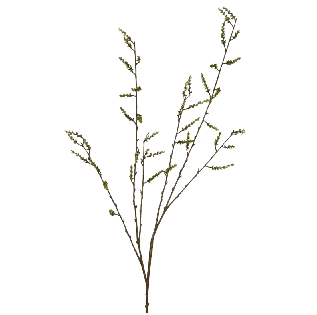 Stachyurus Leaf Spray